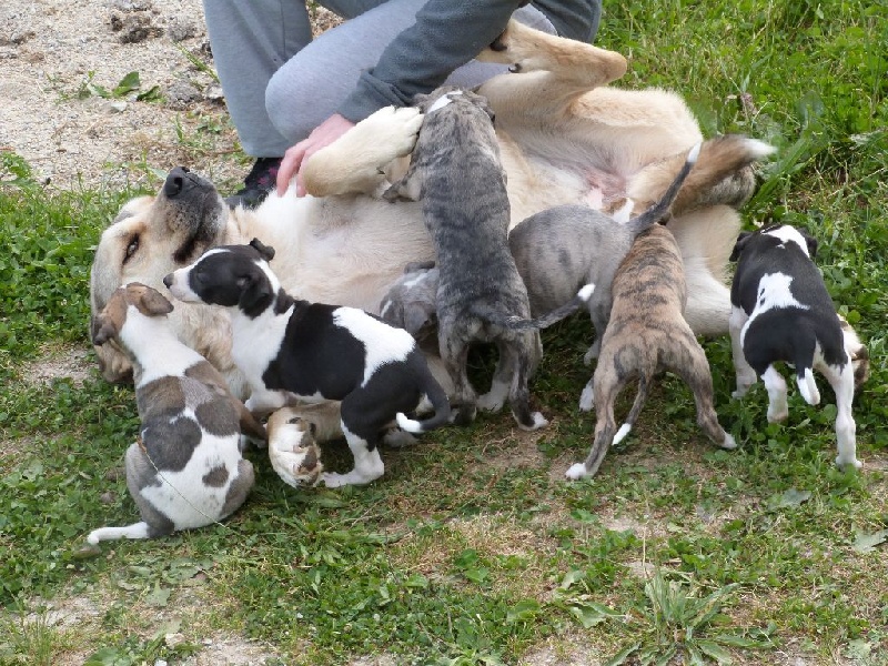 Une Histoire Sans Fin - Whippet - Portée née le 15/04/2015