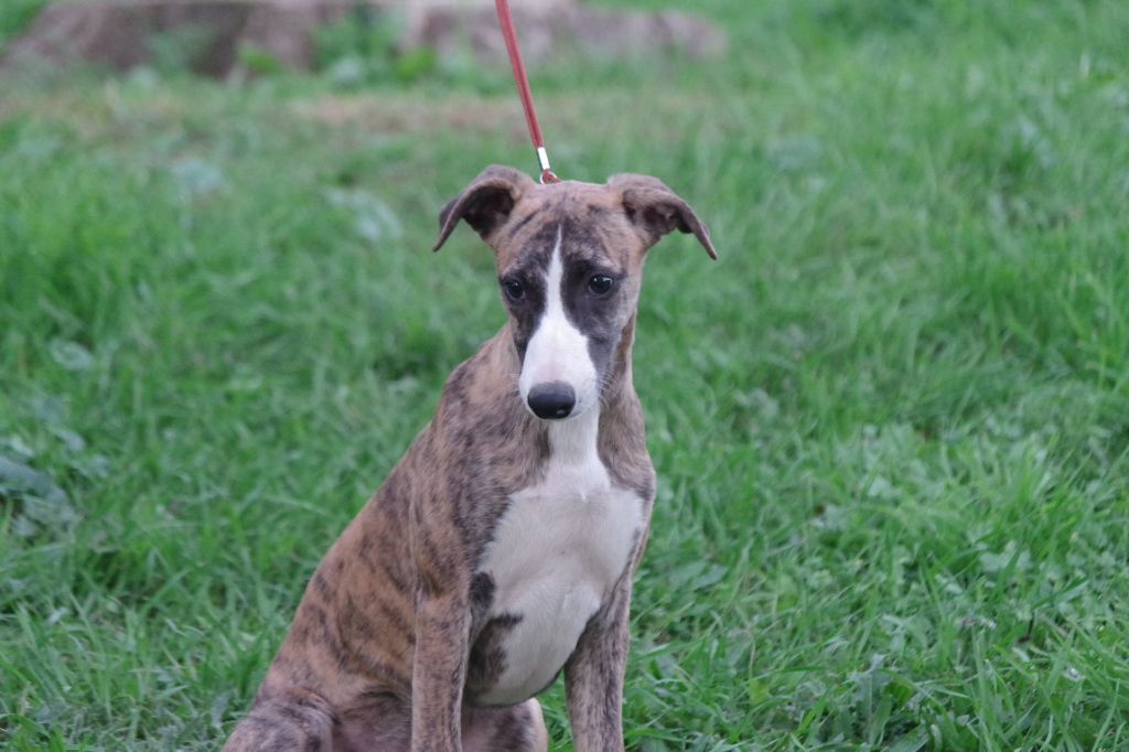 Une Histoire Sans Fin - Chiot disponible  - Whippet