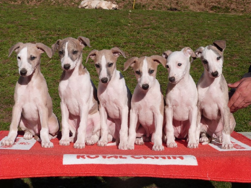 Une Histoire Sans Fin - Whippet - Portée née le 27/01/2016