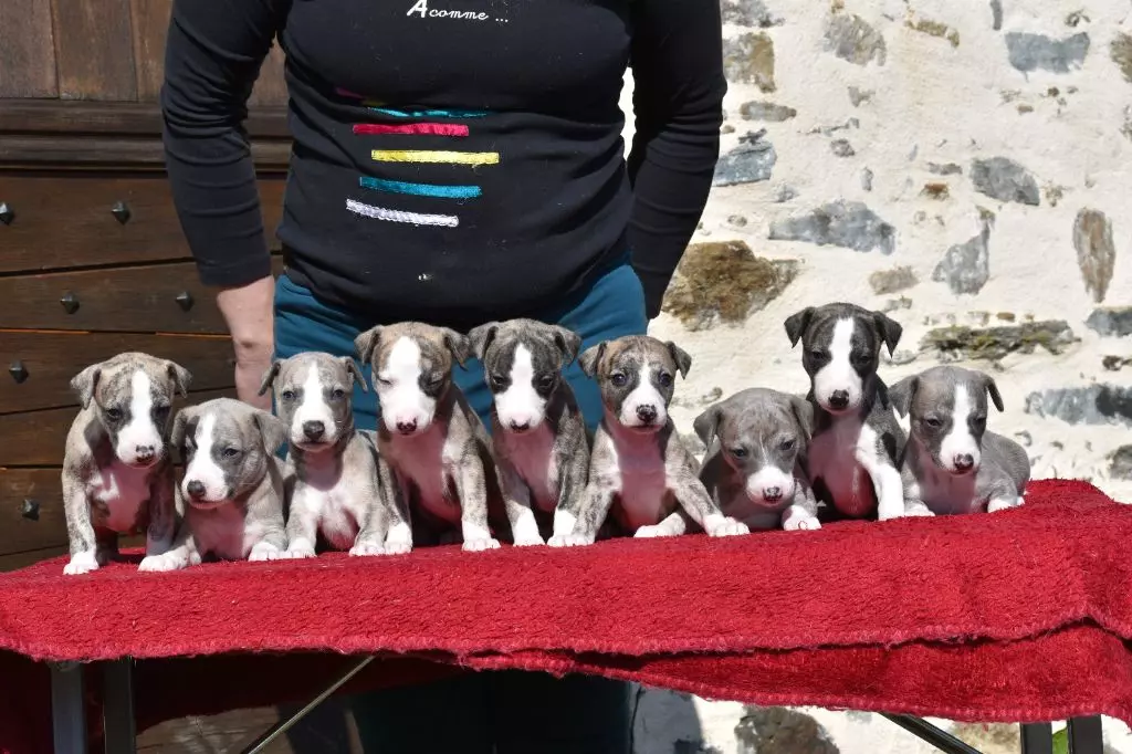 chiot Whippet Une Histoire Sans Fin