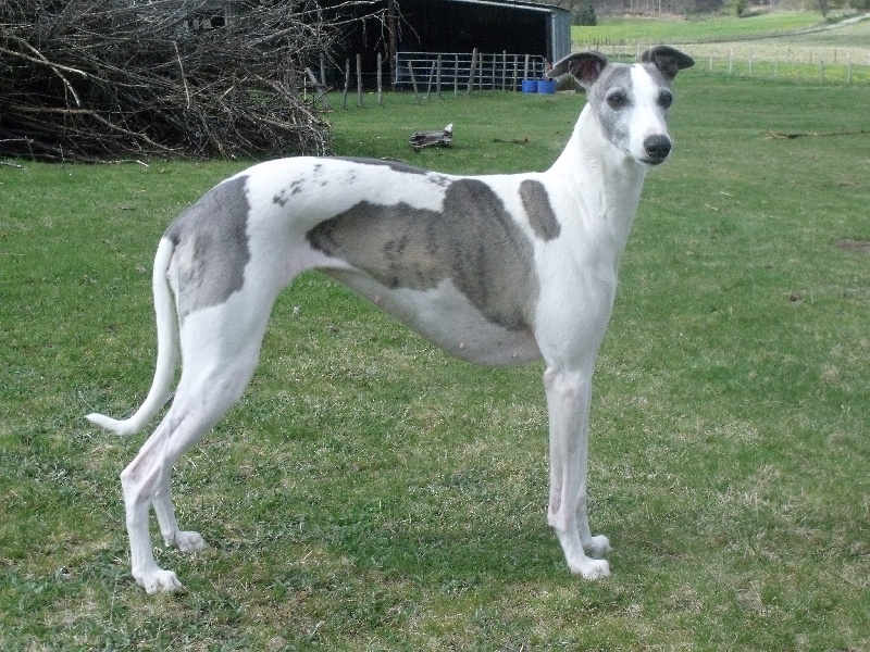Bayanne la romance des damoiseaux