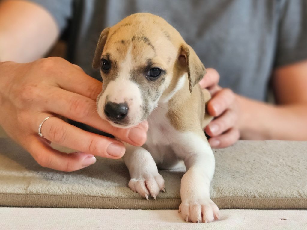 Une Histoire Sans Fin - Chiots disponibles - Whippet