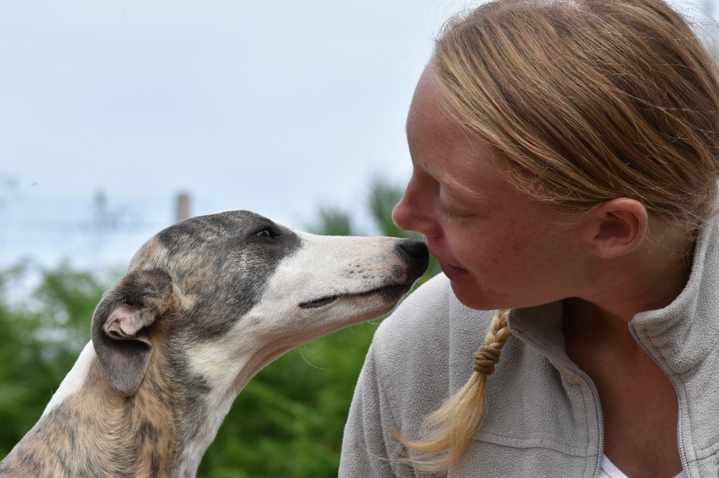 Une Histoire Sans Fin - Whippet - Portée née le 03/01/2018