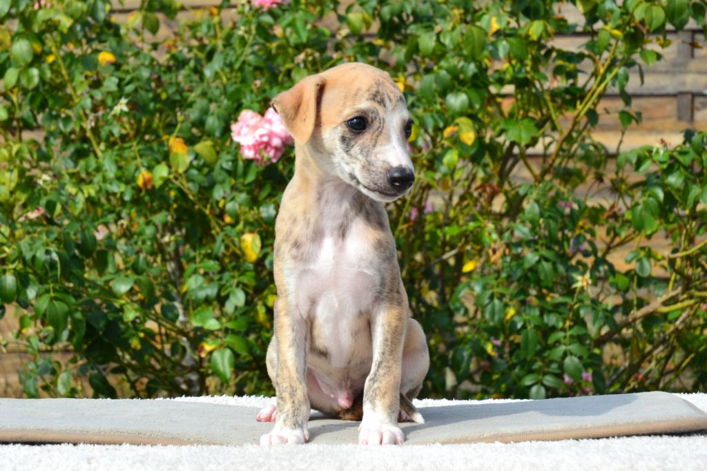 Une Histoire Sans Fin - Chiots disponibles - Whippet