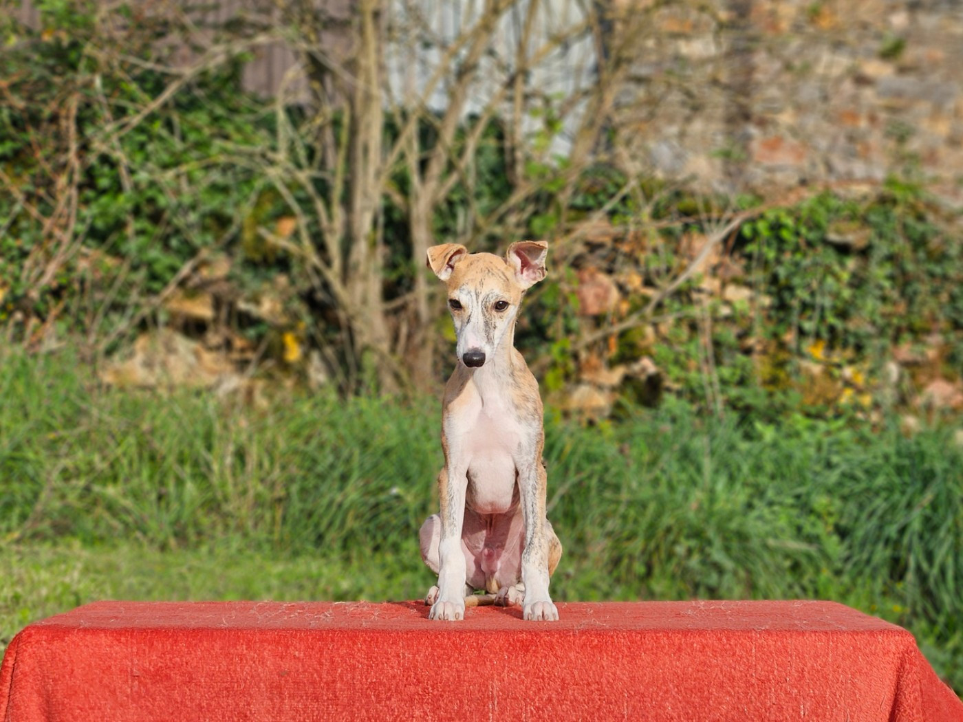 Une Histoire Sans Fin - Chiots disponibles - Whippet