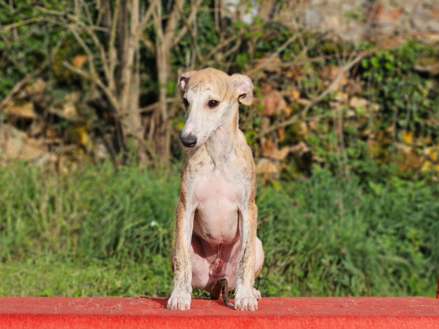 Une Histoire Sans Fin - Chiots disponibles - Whippet