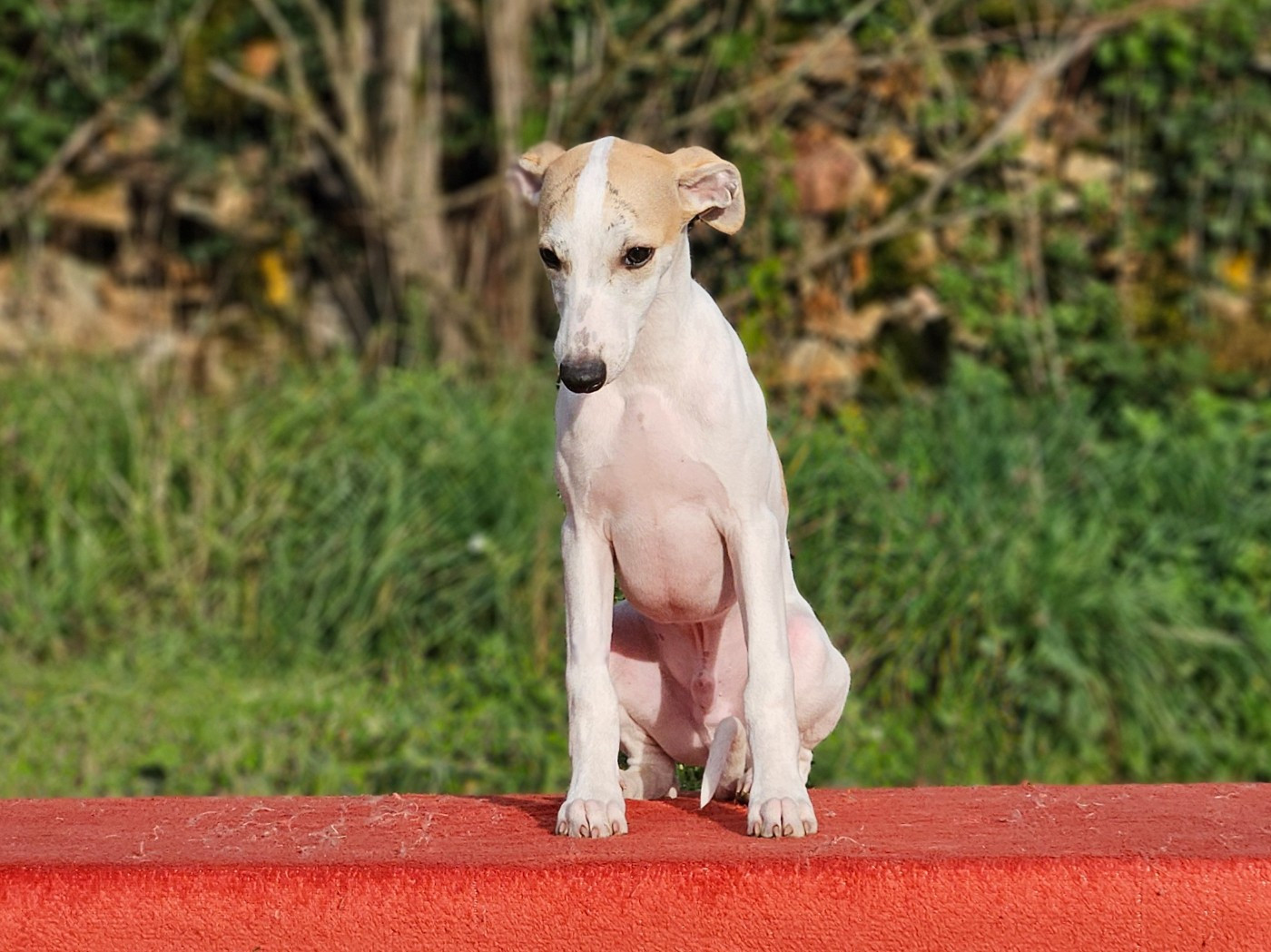 Une Histoire Sans Fin - Chiots disponibles - Whippet