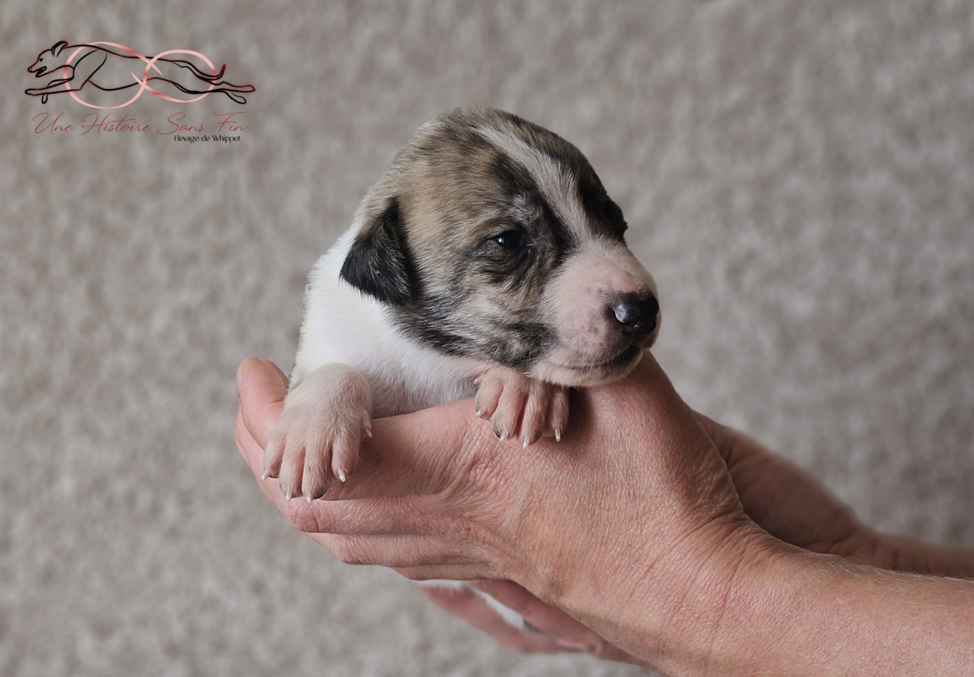 Une Histoire Sans Fin - Chiots disponibles - Levrier hongrois