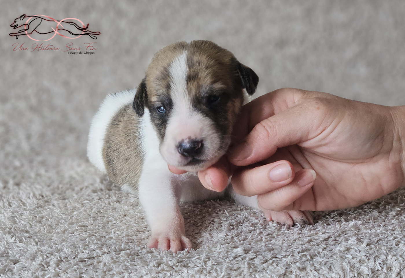 Une Histoire Sans Fin - Chiots disponibles - Levrier hongrois