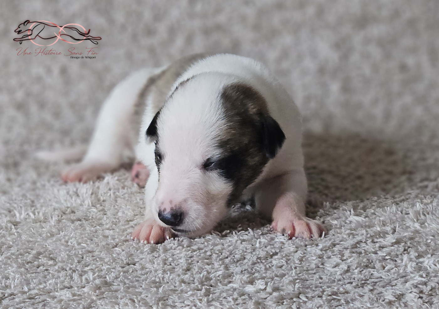 Une Histoire Sans Fin - Chiots disponibles - Levrier hongrois