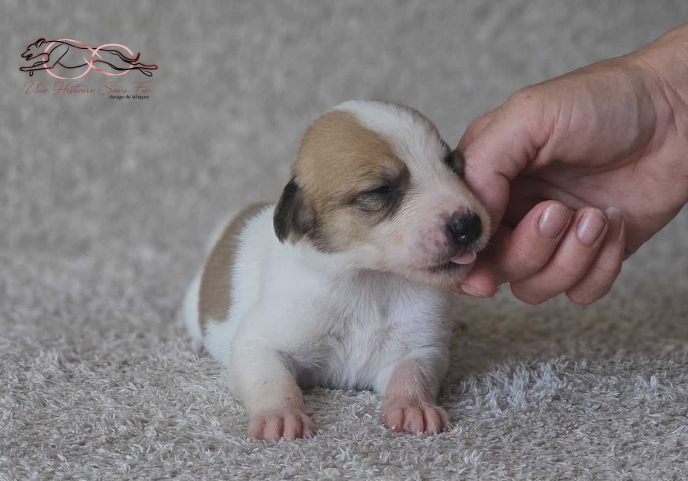 Une Histoire Sans Fin - Chiots disponibles - Levrier hongrois