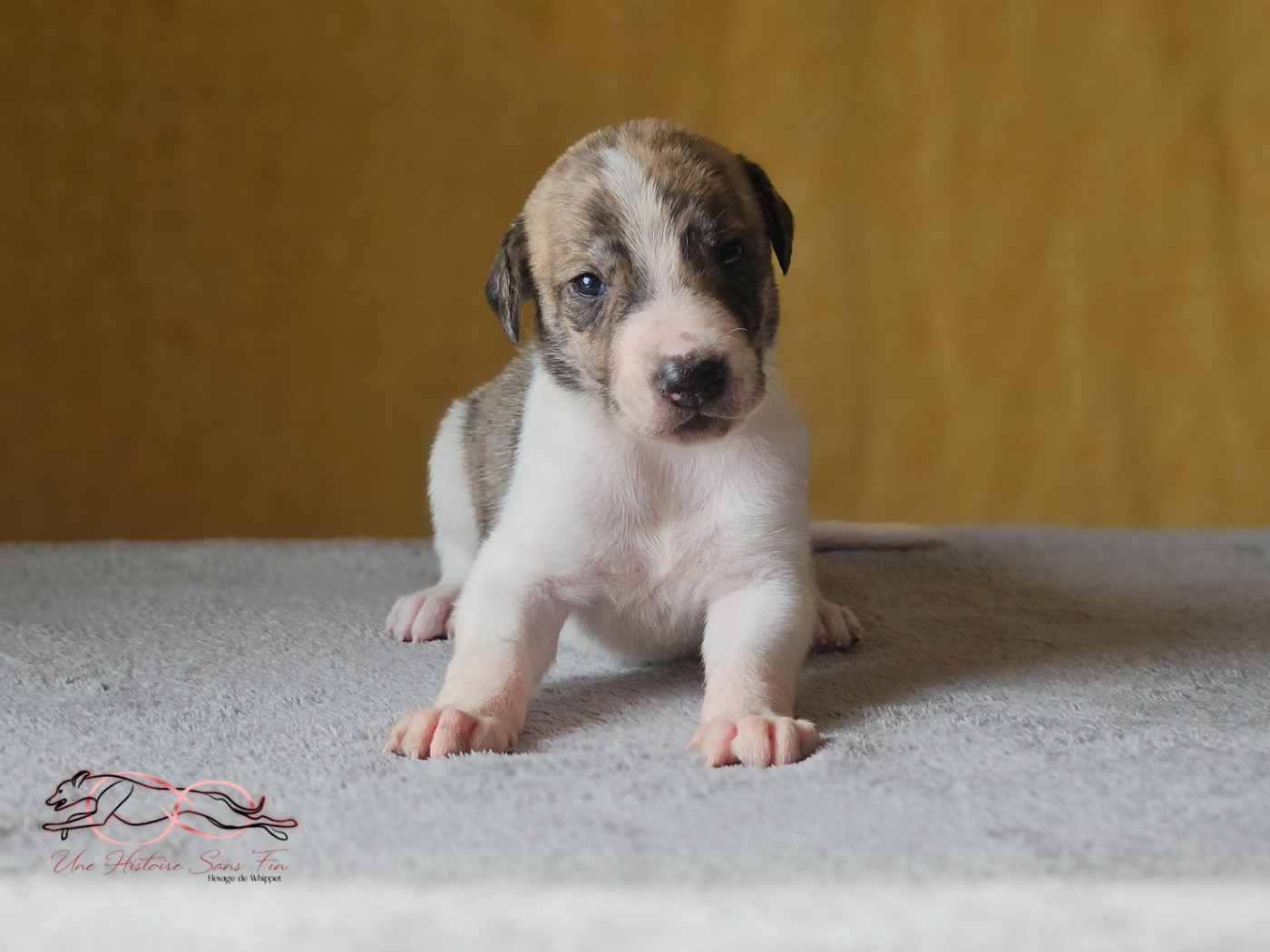 Une Histoire Sans Fin - Chiots disponibles - Levrier hongrois