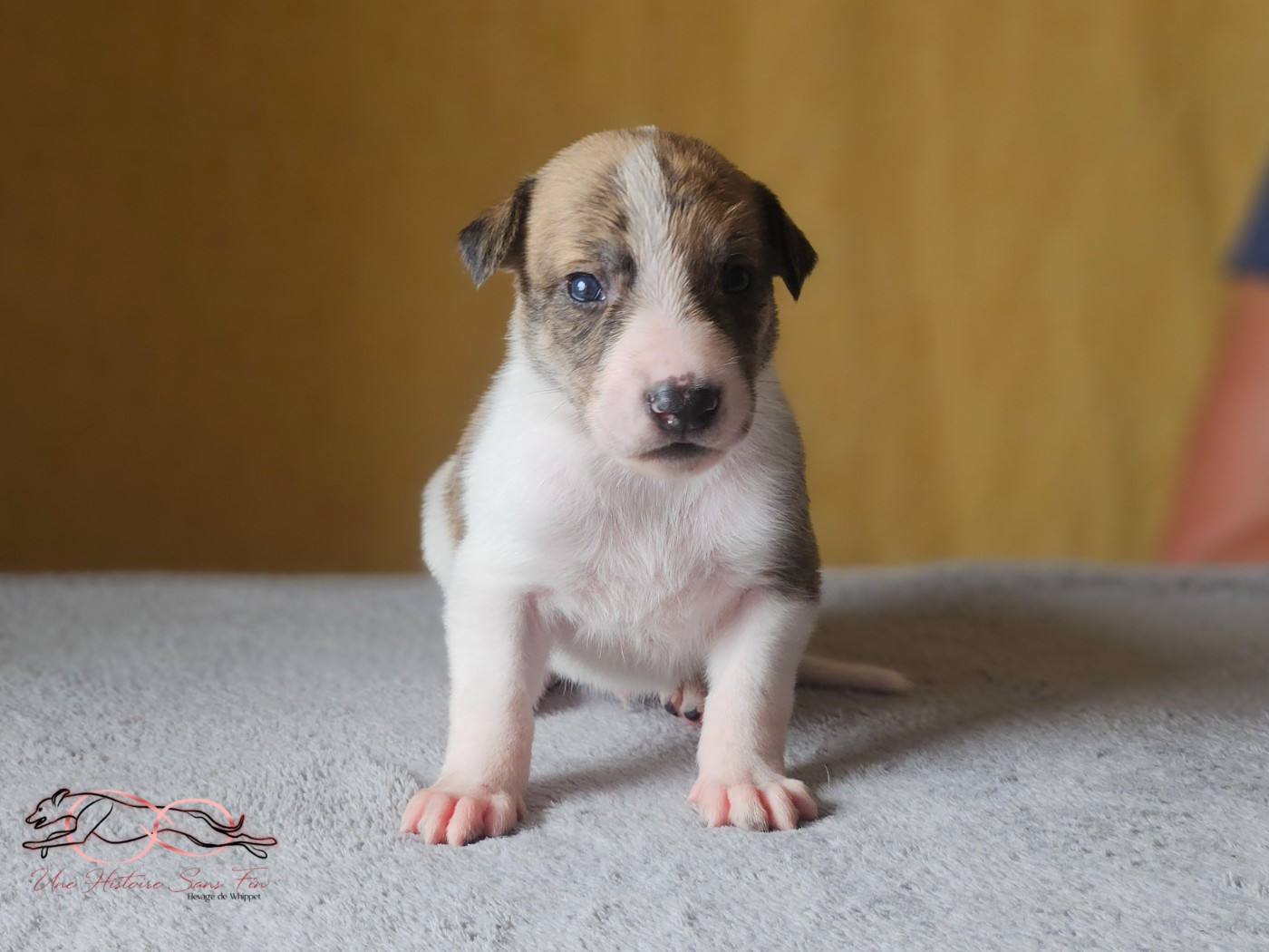 Une Histoire Sans Fin - Chiots disponibles - Levrier hongrois
