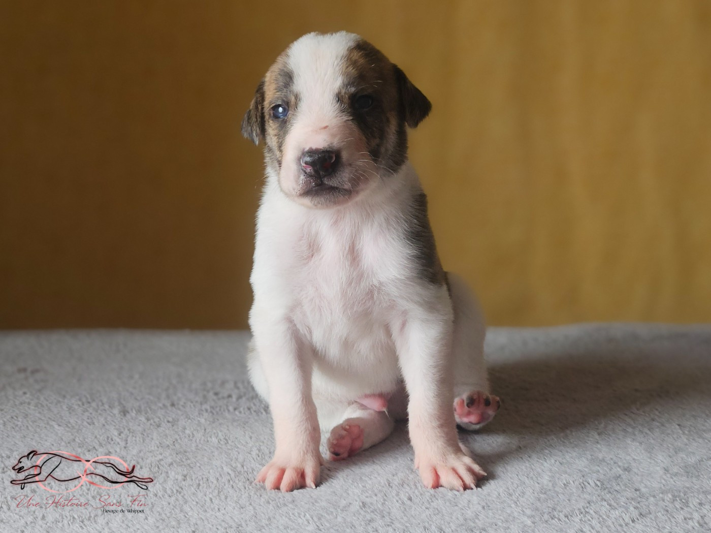 Une Histoire Sans Fin - Chiots disponibles - Levrier hongrois
