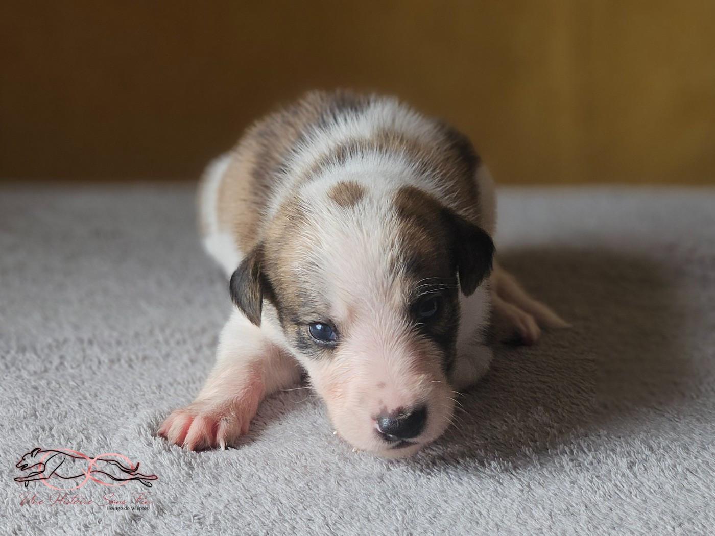 Une Histoire Sans Fin - Chiots disponibles - Levrier hongrois