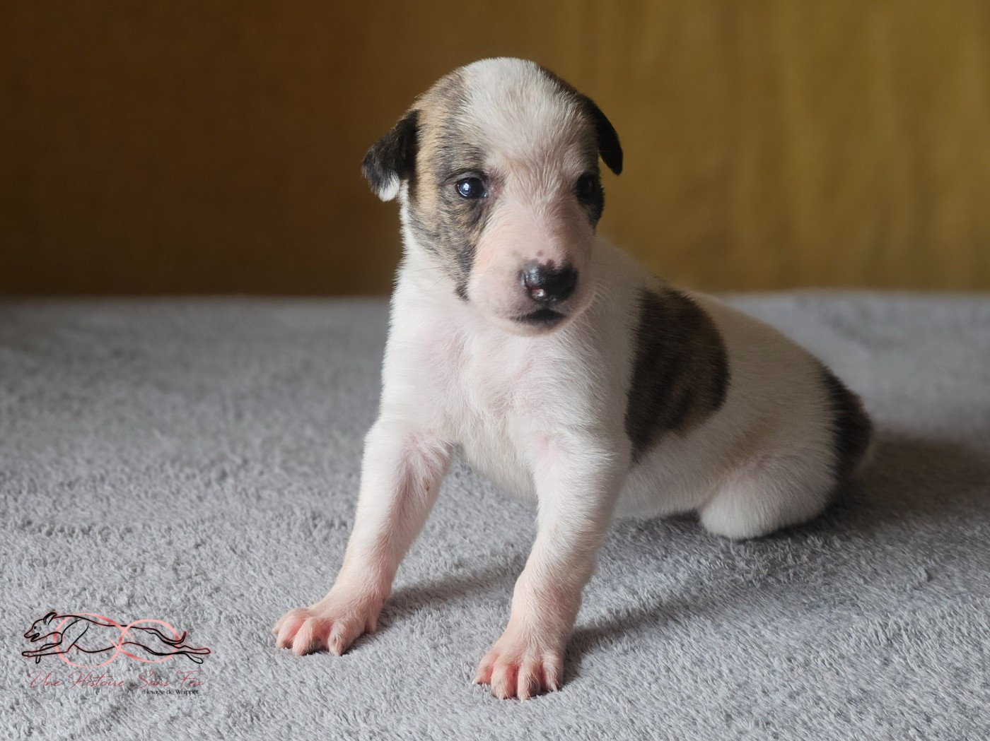 Une Histoire Sans Fin - Chiots disponibles - Levrier hongrois
