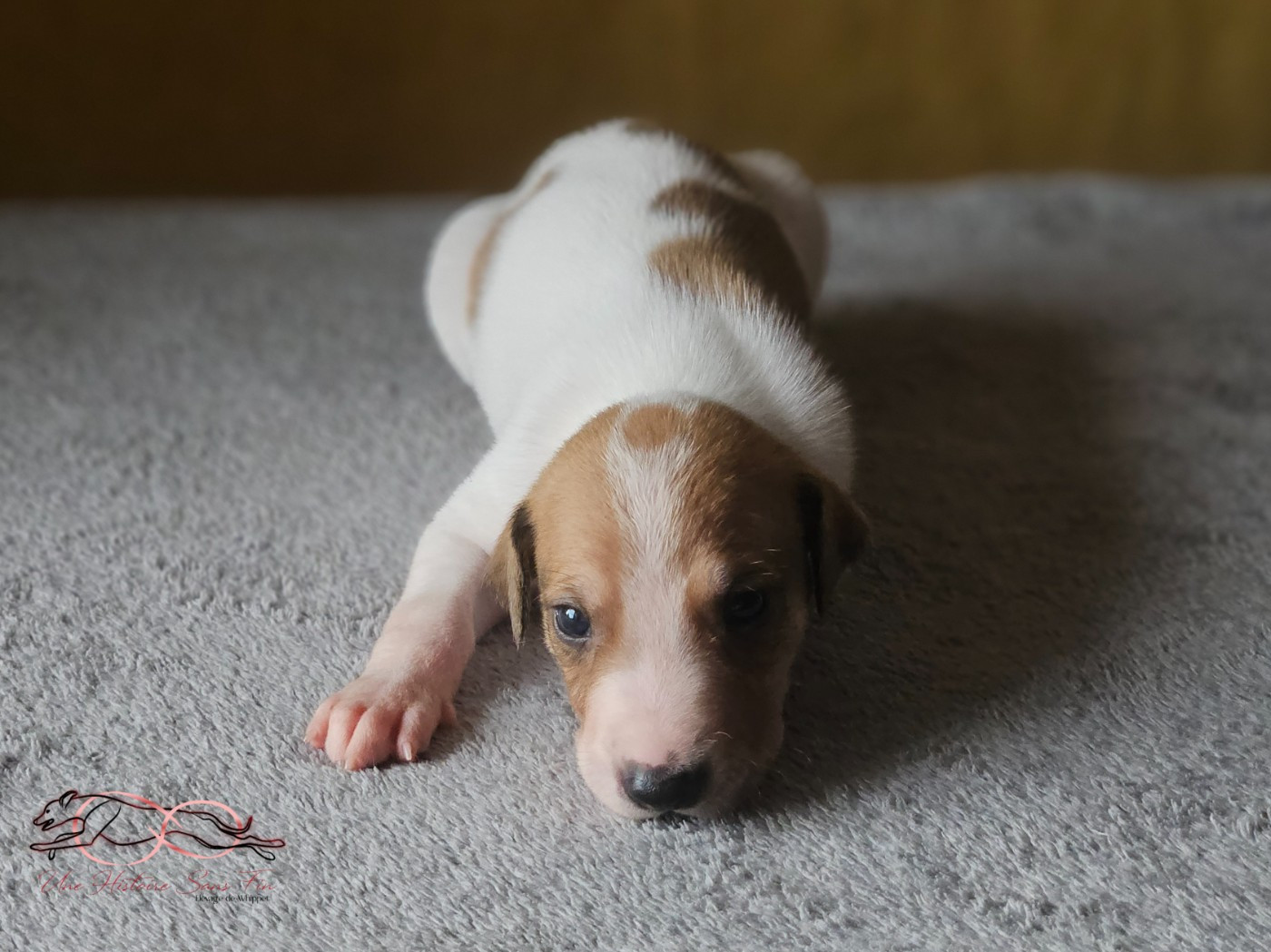 Une Histoire Sans Fin - Chiots disponibles - Levrier hongrois