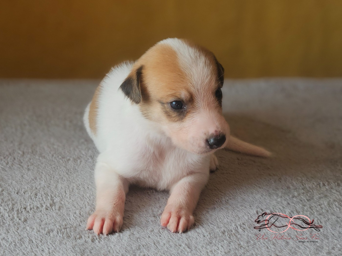 Une Histoire Sans Fin - Chiots disponibles - Levrier hongrois