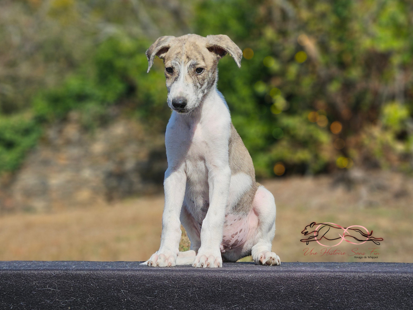 Une Histoire Sans Fin - Chiots disponibles - Levrier hongrois