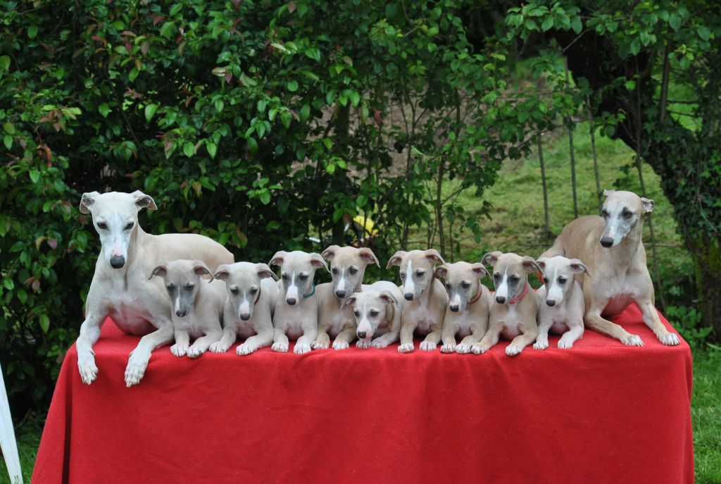 Une Histoire Sans Fin - Whippet - Portée née le 29/04/2024
