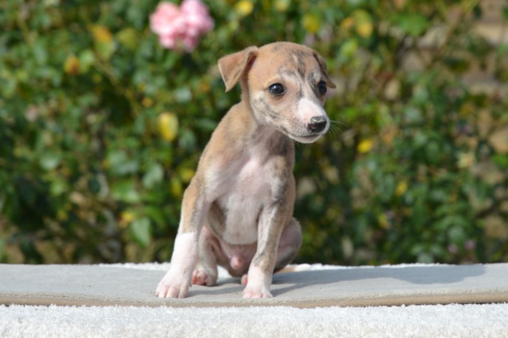 Une Histoire Sans Fin - Chiots disponibles - Whippet