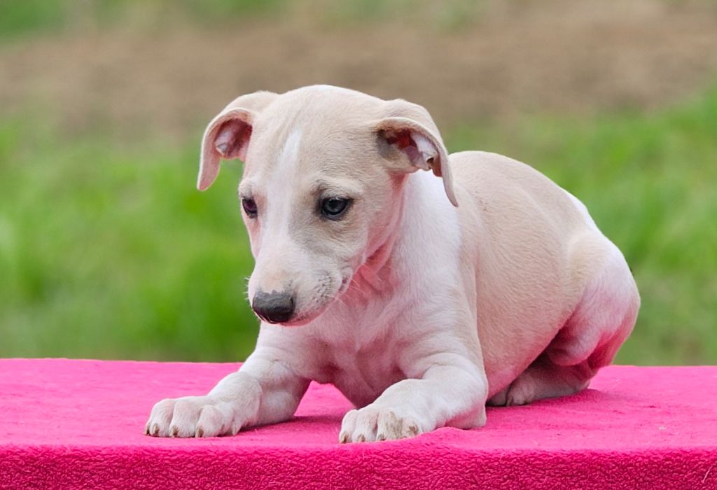 Une Histoire Sans Fin - Chiots disponibles - Whippet