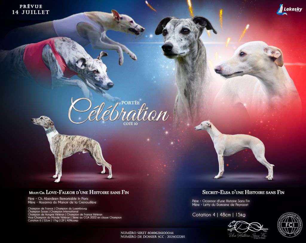 Une Histoire Sans Fin - Whippet - Portée née le 15/07/2024
