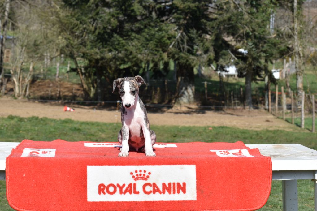 Une Histoire Sans Fin - Whippet - Portée née le 11/01/2021