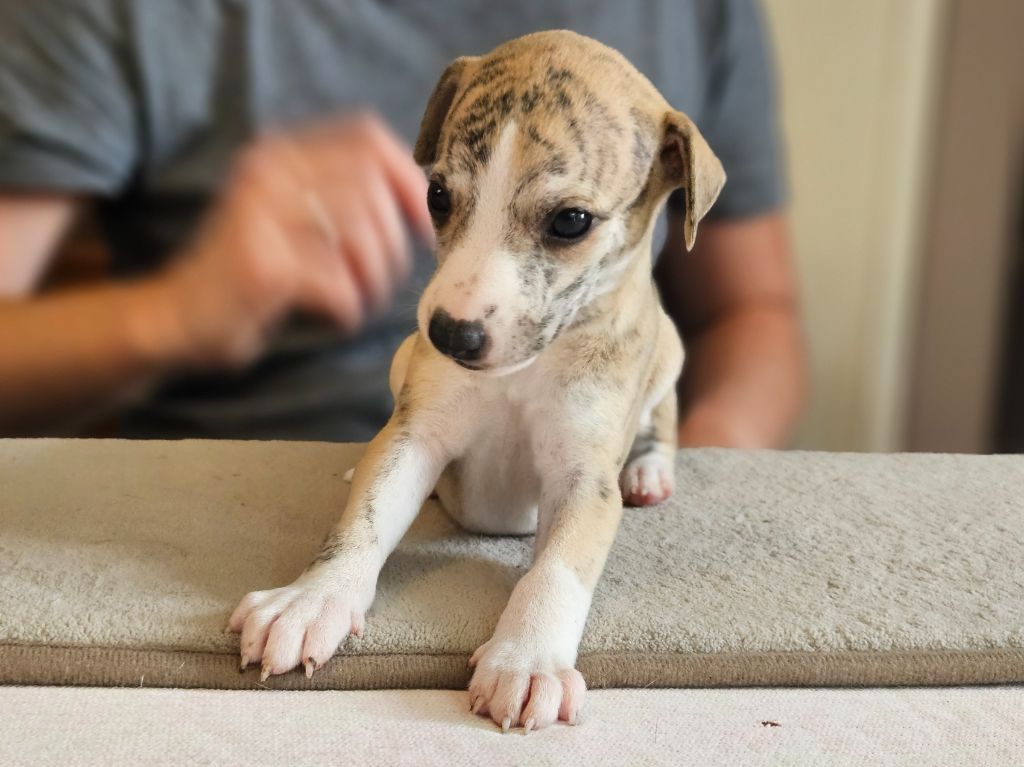 Une Histoire Sans Fin - Chiots disponibles - Whippet