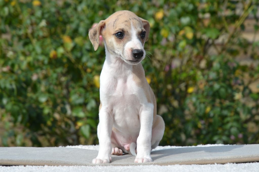 Une Histoire Sans Fin - Chiots disponibles - Whippet