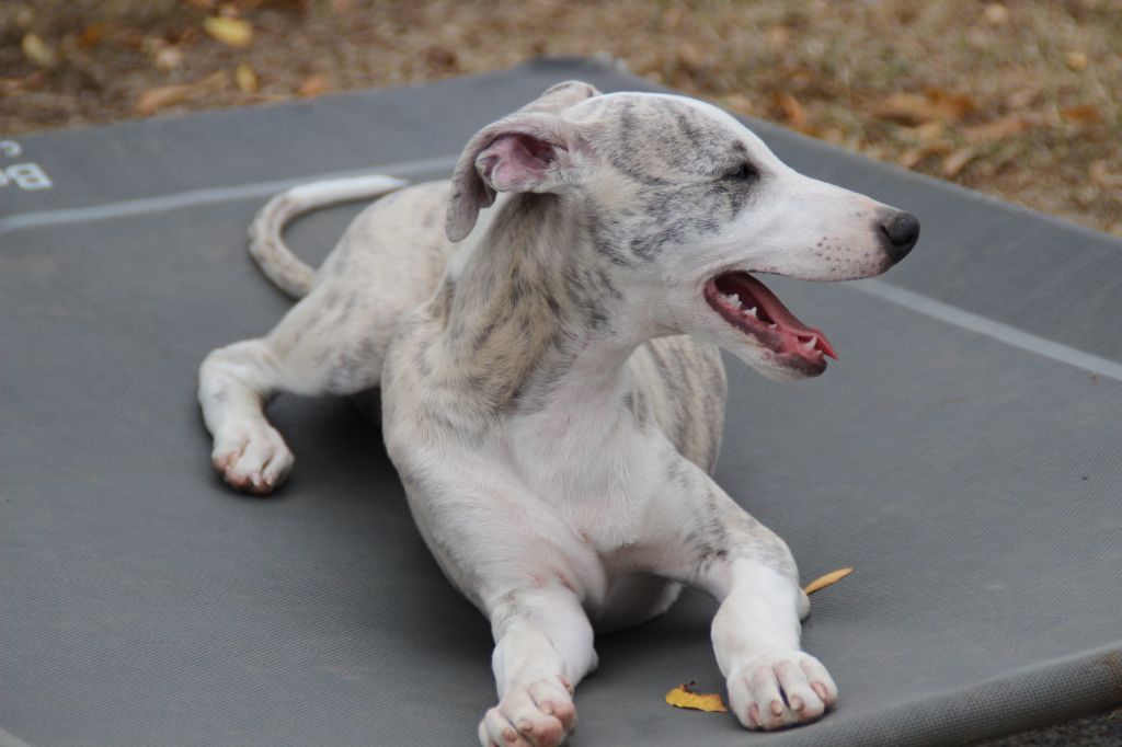 Une Histoire Sans Fin - Whippet - Portée née le 01/05/2023