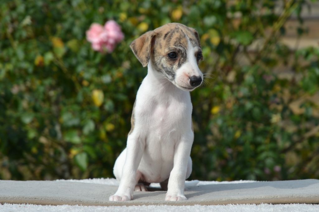 Une Histoire Sans Fin - Chiots disponibles - Whippet