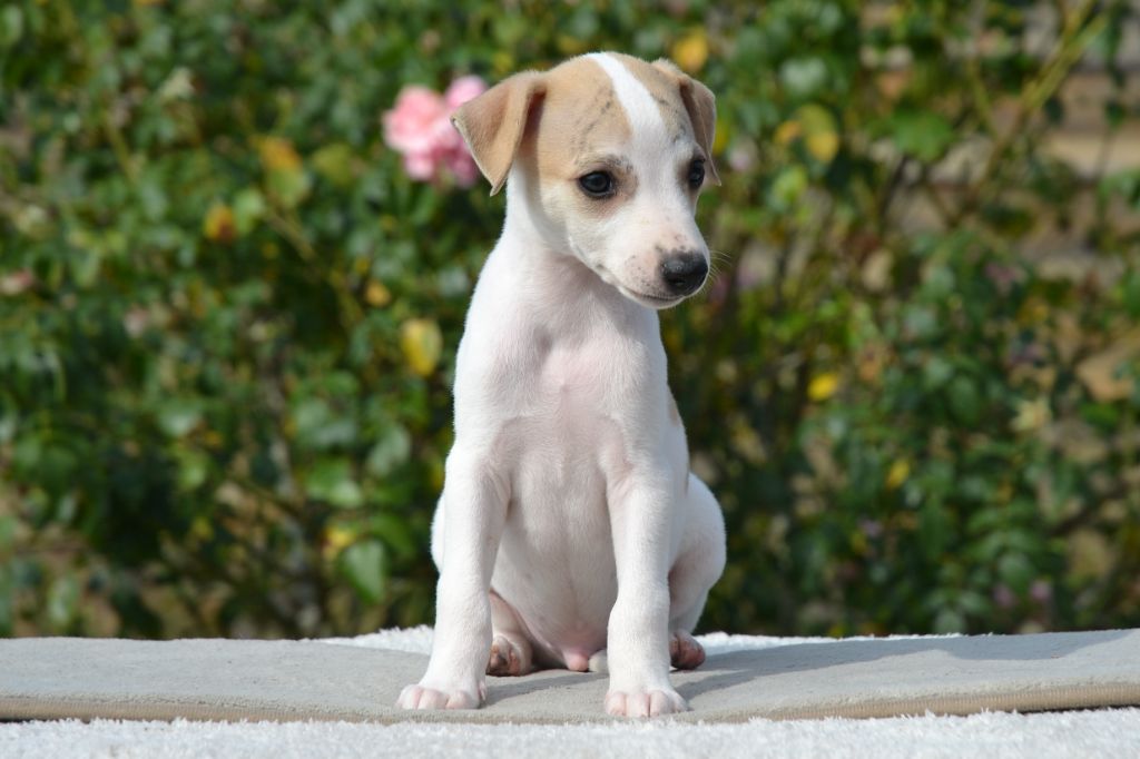 Une Histoire Sans Fin - Chiots disponibles - Whippet