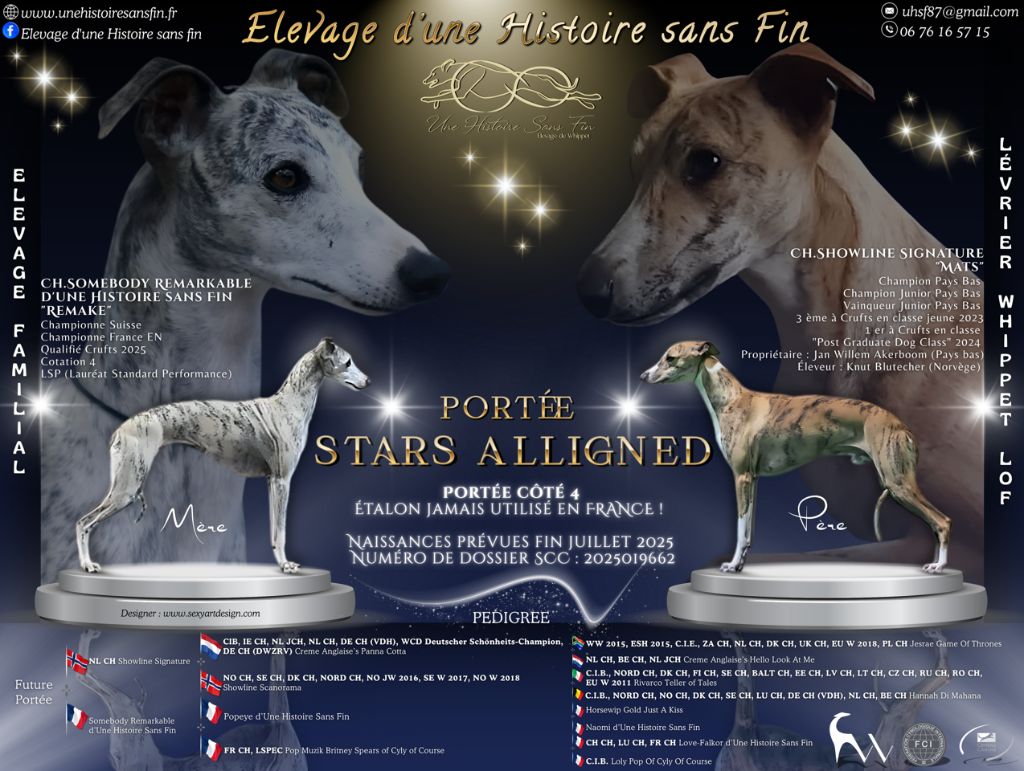Chiot Whippet Une Histoire Sans Fin