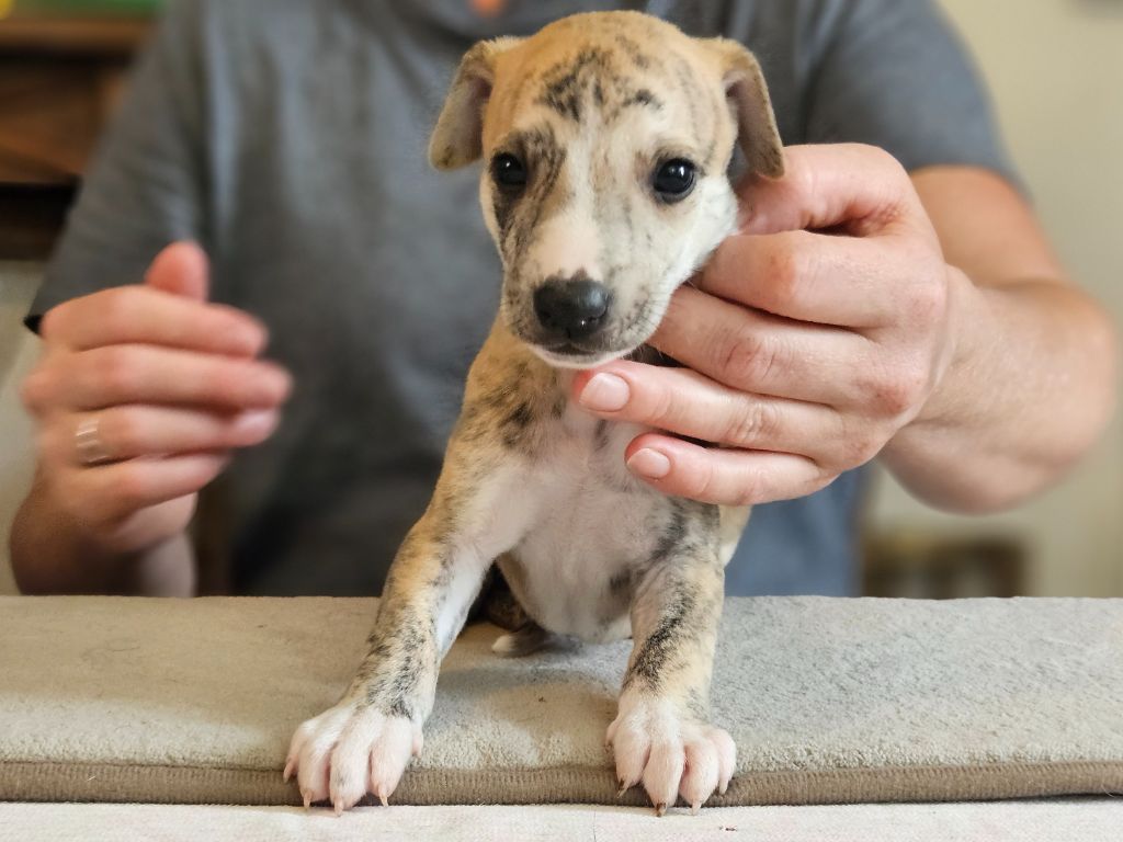 Une Histoire Sans Fin - Chiots disponibles - Whippet