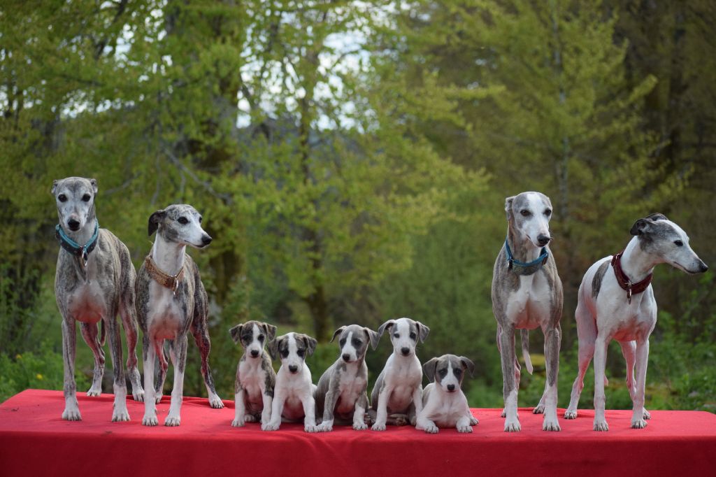 Une Histoire Sans Fin - Whippet - Portée née le 13/03/2023