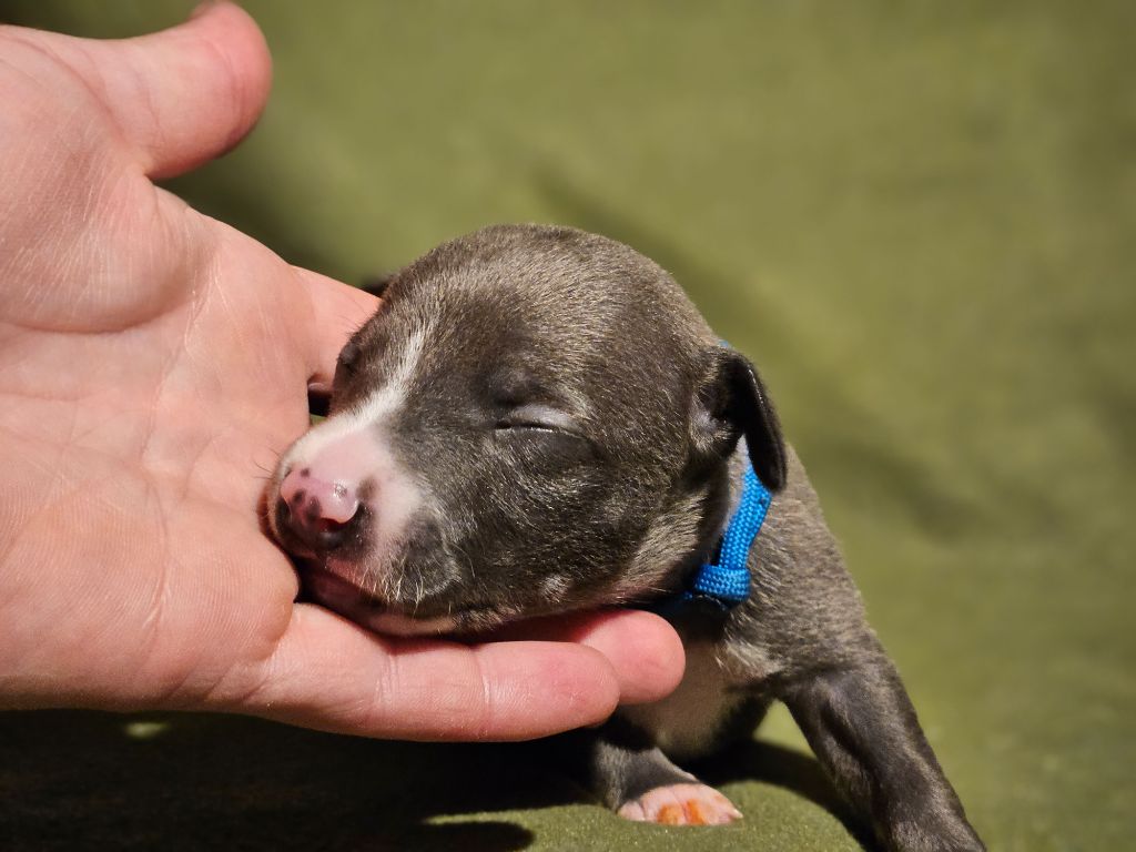 Une Histoire Sans Fin - Whippet - Portée née le 30/09/2023