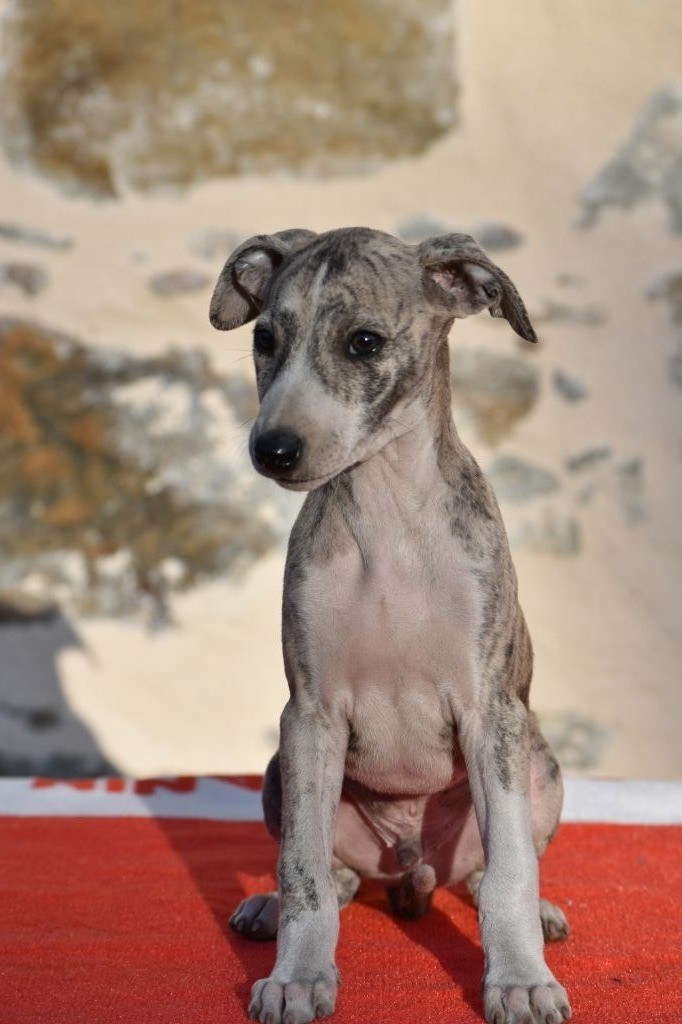 Une Histoire Sans Fin - Whippet - Portée née le 19/08/2019