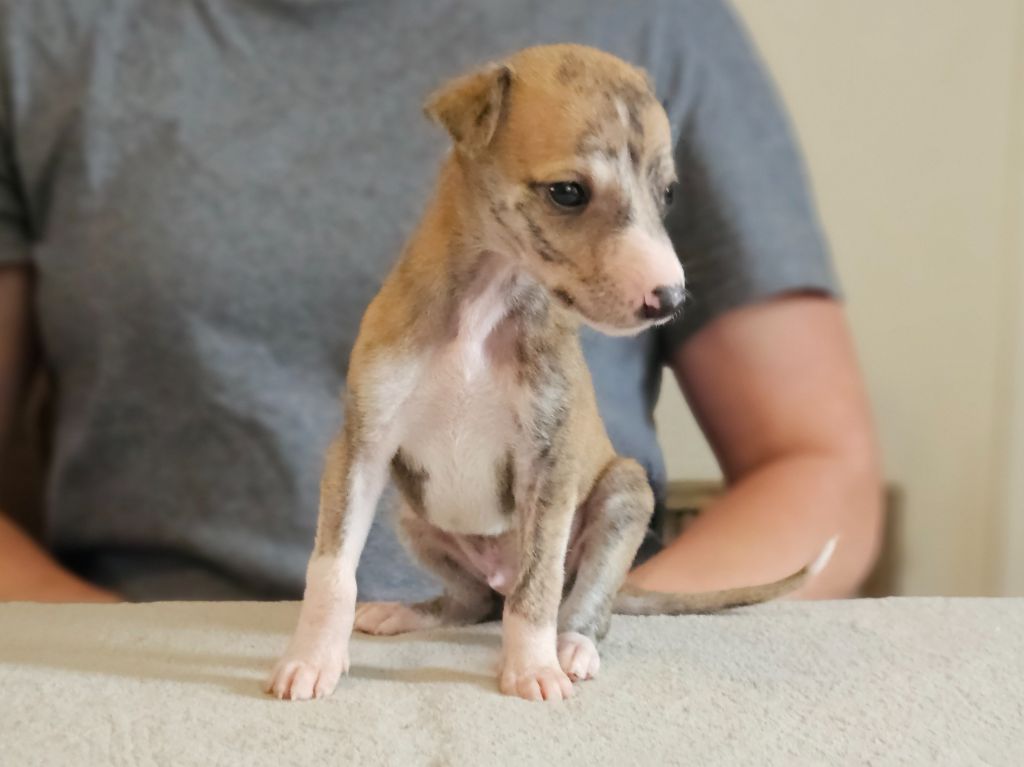 Une Histoire Sans Fin - Chiots disponibles - Whippet