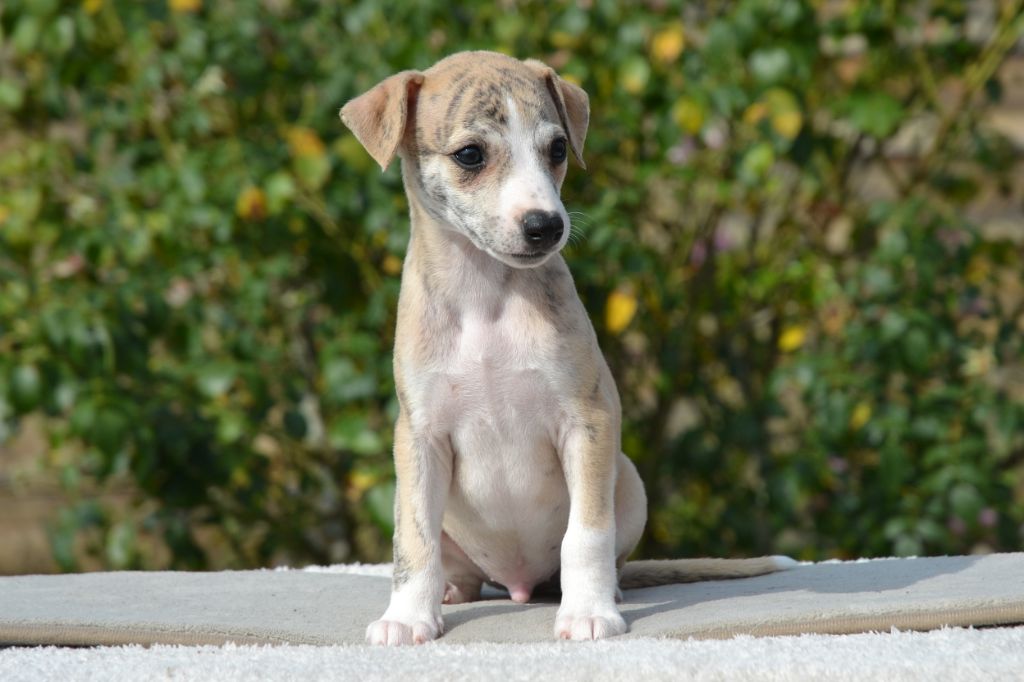 Une Histoire Sans Fin - Chiots disponibles - Whippet