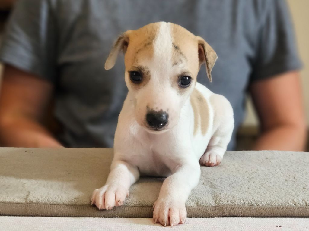 Une Histoire Sans Fin - Chiots disponibles - Whippet