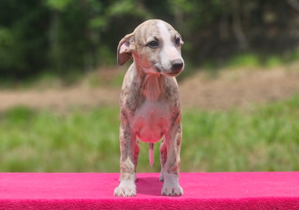 Une Histoire Sans Fin - Chiots disponibles - Whippet